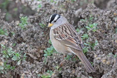 White-crowned Sparrow