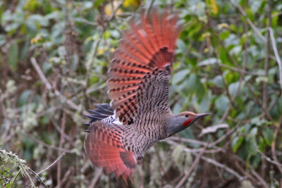 Northern Flicker