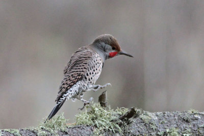 Northern Flicker