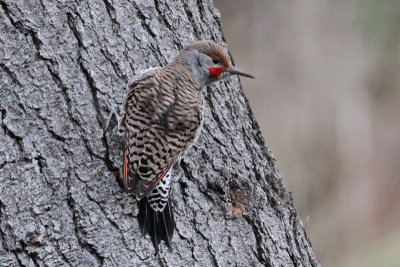 Northern Flicker