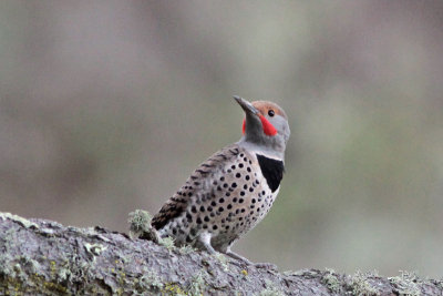 Northern Flicker