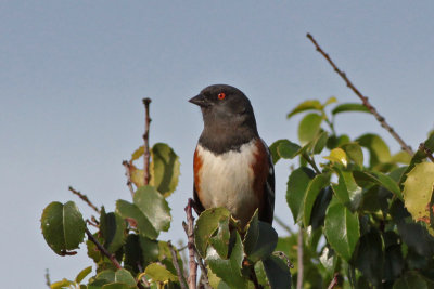 Spotted Towhee