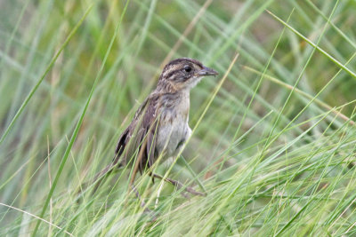 Seaside Sparrow