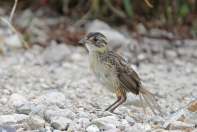 Seaside Sparrow