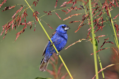 Blue Grosbeak