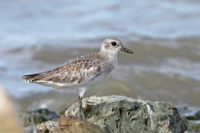 Black-bellied Plover