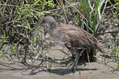 Clapper Rail