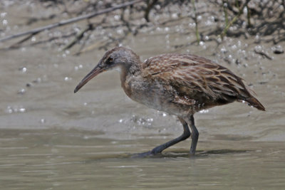Clapper Rail