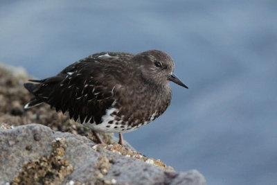 Black Turnstone