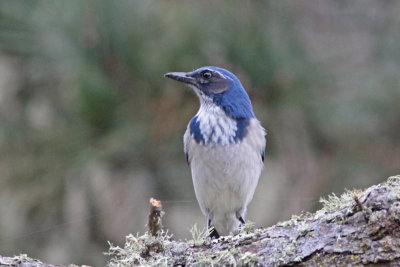 California Scrub-Jay