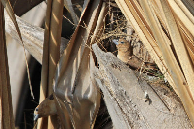 African Silverbill