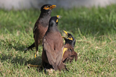 Common Mynas