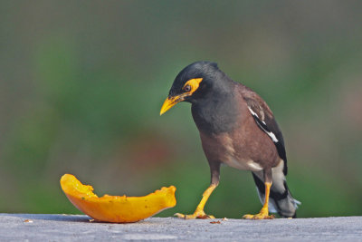 Common Myna with Papaya