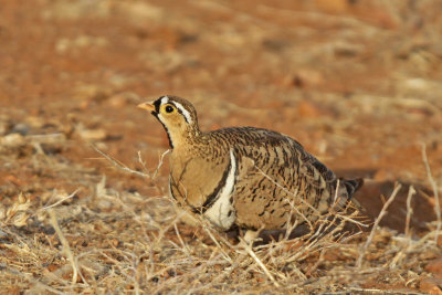 Black-faced Sandgrouse