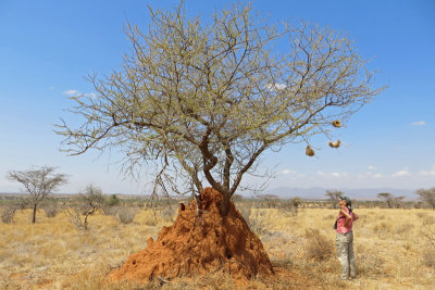 Termite mound at base of tree.