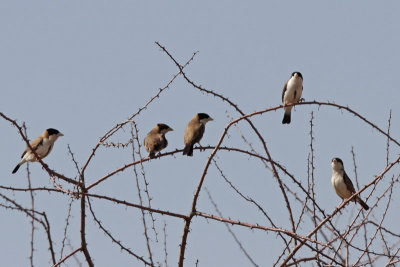 Black-capped Social Weaver