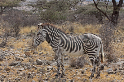 Grevy's Zebra