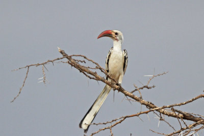 Red-billed Hornbill