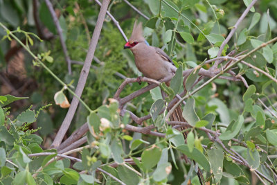 Blue-naped Mousebird