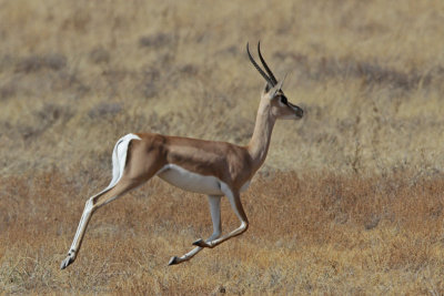 Grants Gazelle