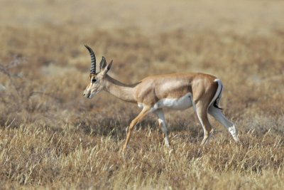 Grants Gazelle