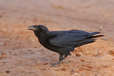 Fan-tailed Raven