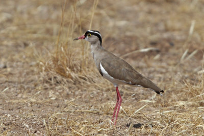 Crowned Plover