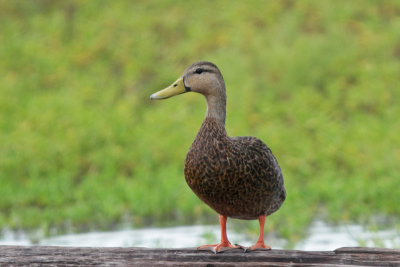 Mottled Duck