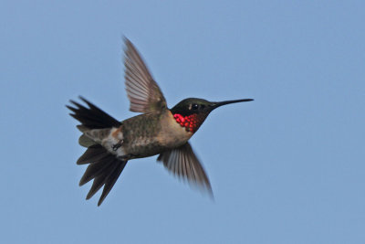 Ruby-throated Hummingbird