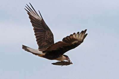 Crested Caracara with Chuck-will's-widow wing