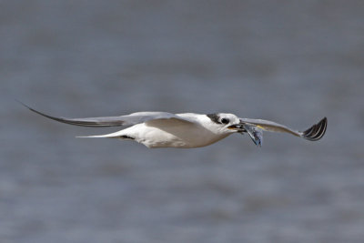 Sandwich Tern