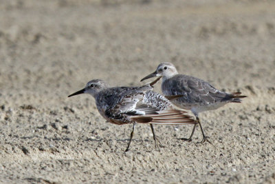 Red Knots