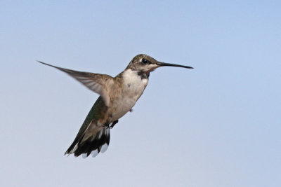 Ruby-throated Hummingbird