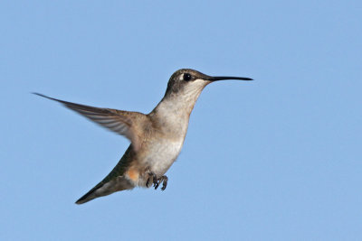 Ruby-throated Hummingbird