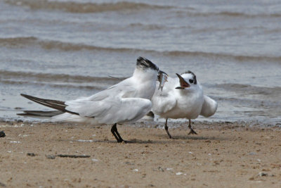 Sandwich Terns