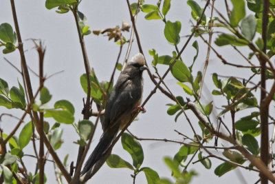 White-headed Mousebird