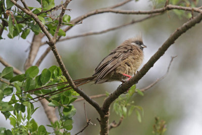 Speckled Mousebird