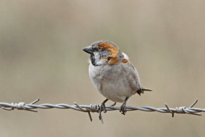 Rufous Sparrow