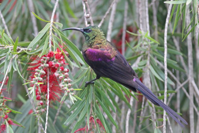 Tacazze Sunbird