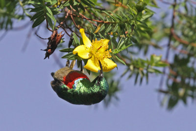 Eastern double-collared Sunbird (and insect)