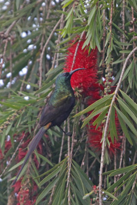 Bronze Sunbird