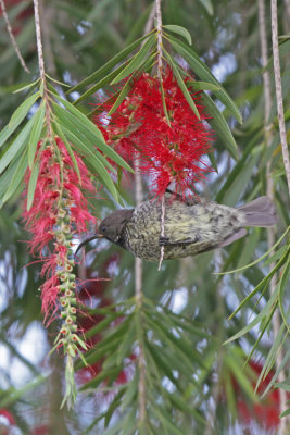 Amethyst Sunbird