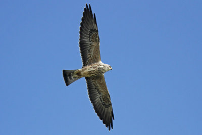 Mississippi Kite