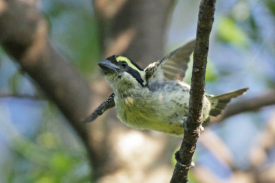 Red-fronted Barbet