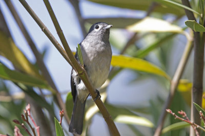 Flycatchers and Batis