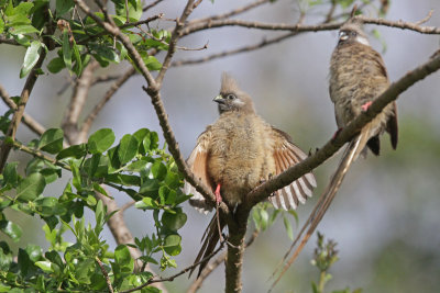 Speckled Mousebird