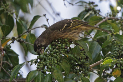 Canaries and Seedeaters