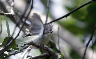 Grey Apalis