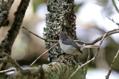 Warblers and Cisticolas