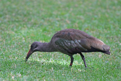 Hadada Ibis